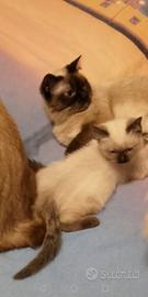 Gattino siamese