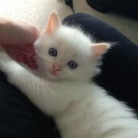 Gattino d'angora maschio 2 mesi