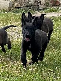 Pastore belga malinois