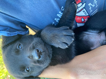 Cuccioli di Labrador Retriever neri