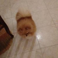 Spizt tedesco di Pomerania