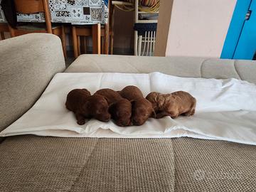 Cuccioli di barboncino red ed albicocca