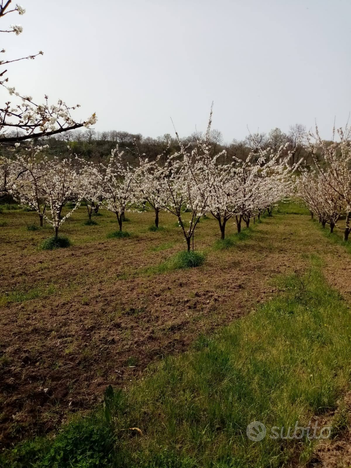 Terreno agricolo coltivato