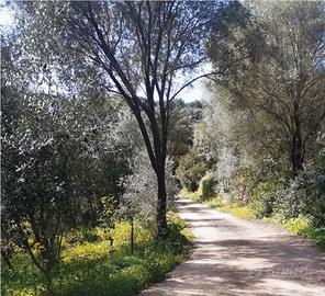 RGE 148/2019 Trib Tempio Pausania