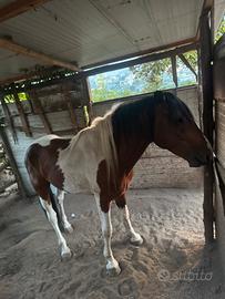 Cavallo