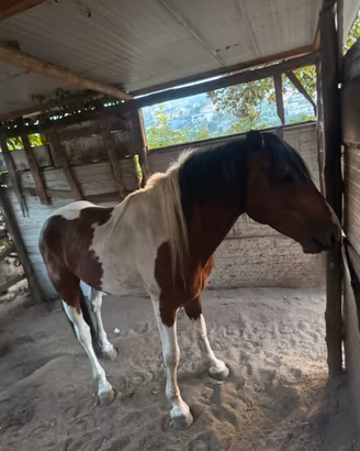 Cavallo