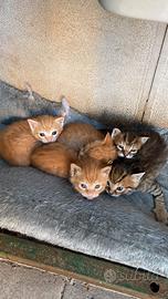 Gattini in adozione