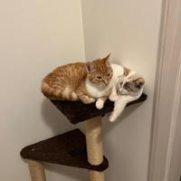 Persefone gattina arancione