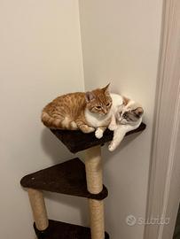 Persefone gattina arancione