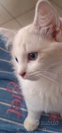 Ragdoll