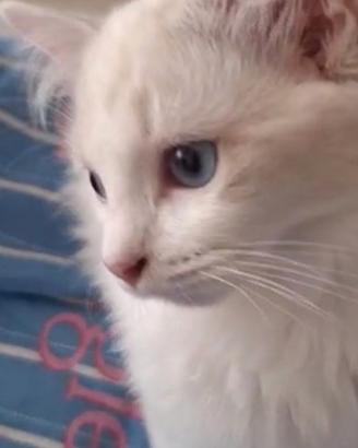 Ragdoll