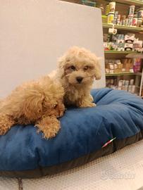 Cucciolo di maltipoo