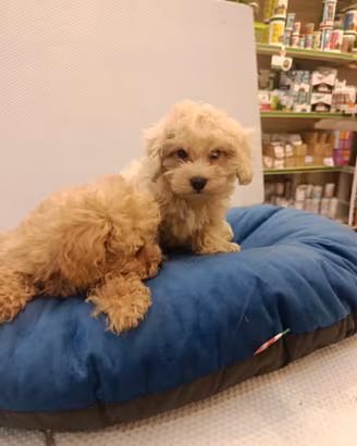 Cucciolo di maltipoo