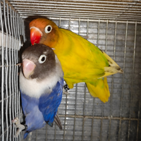 Coppia insep mascherato pez verde x cob viola