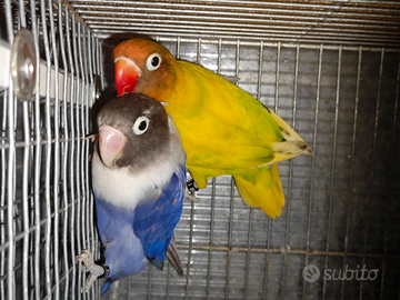 Coppia insep mascherato pez verde x cob viola