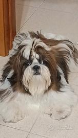 Cuccioli shih-tzu