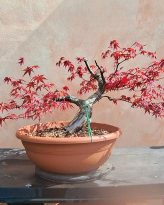 Prebonsai Acero Deshojo