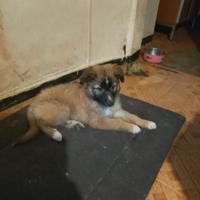 Cucciola meticcio