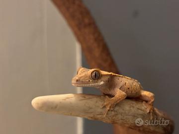 Geco cilliatus