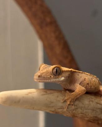 Geco cilliatus
