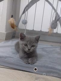 Gattina british