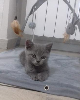 Gattina british