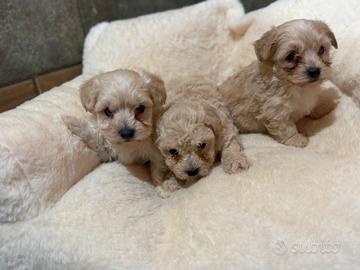Maltipoo cuccioli