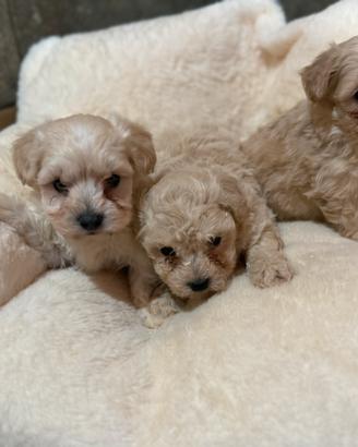 Maltipoo cuccioli