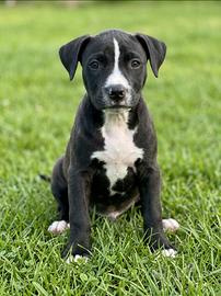 Cucciolo di Pitbull