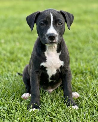 Cucciolo di Pitbull