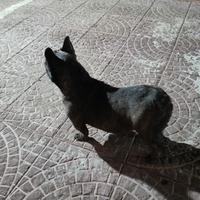 Bulldog francese