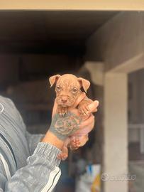 American Pitbull terrier