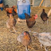 Pulcini pulcinotti galli galline OLIVE EGGER