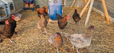 Pulcini pulcinotti galli galline OLIVE EGGER