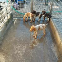 Cuccioloni da tartufo