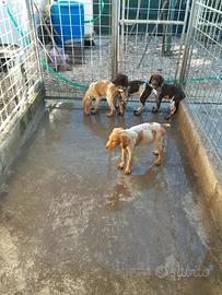 Cuccioloni da tartufo