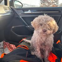Cucciola Lagotto romagnolo