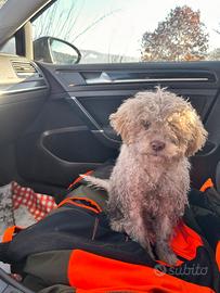 Cucciola Lagotto romagnolo