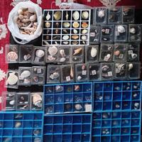 Collezione Conchiglie