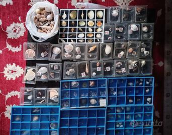 Collezione Conchiglie