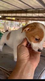 Jack Russell