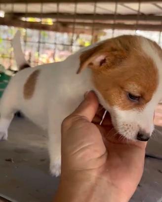 Jack Russell