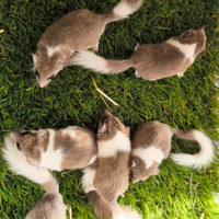 Minighiri africani Mosaico