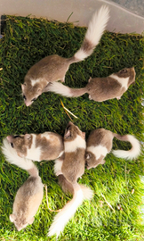 Minighiri africani Mosaico