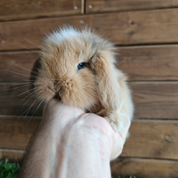 Cuccioli coniglio nano ariete x minilop