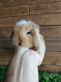 Cuccioli coniglio nano ariete x minilop