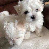 Maltese coreano toy maschio