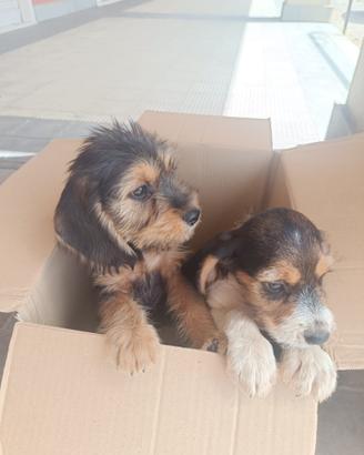 Cuccioli beagle/grifone fulvo de bretagna