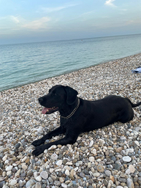 Labrador per accoppiamento