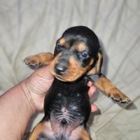 Bassotto nano kaninchen